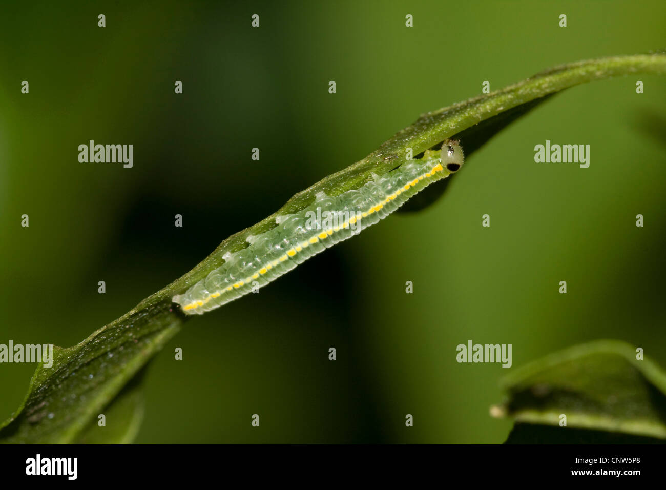 brush-footed butterfly, glasswing (Greta oto), caterpillar at a leaf Stock Photo