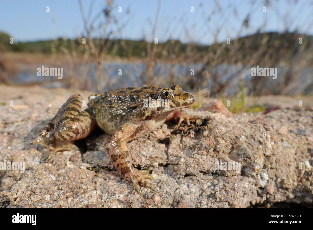 Tyrrhenian painted frog (Discoglossus sardus), from Lago di Baratz