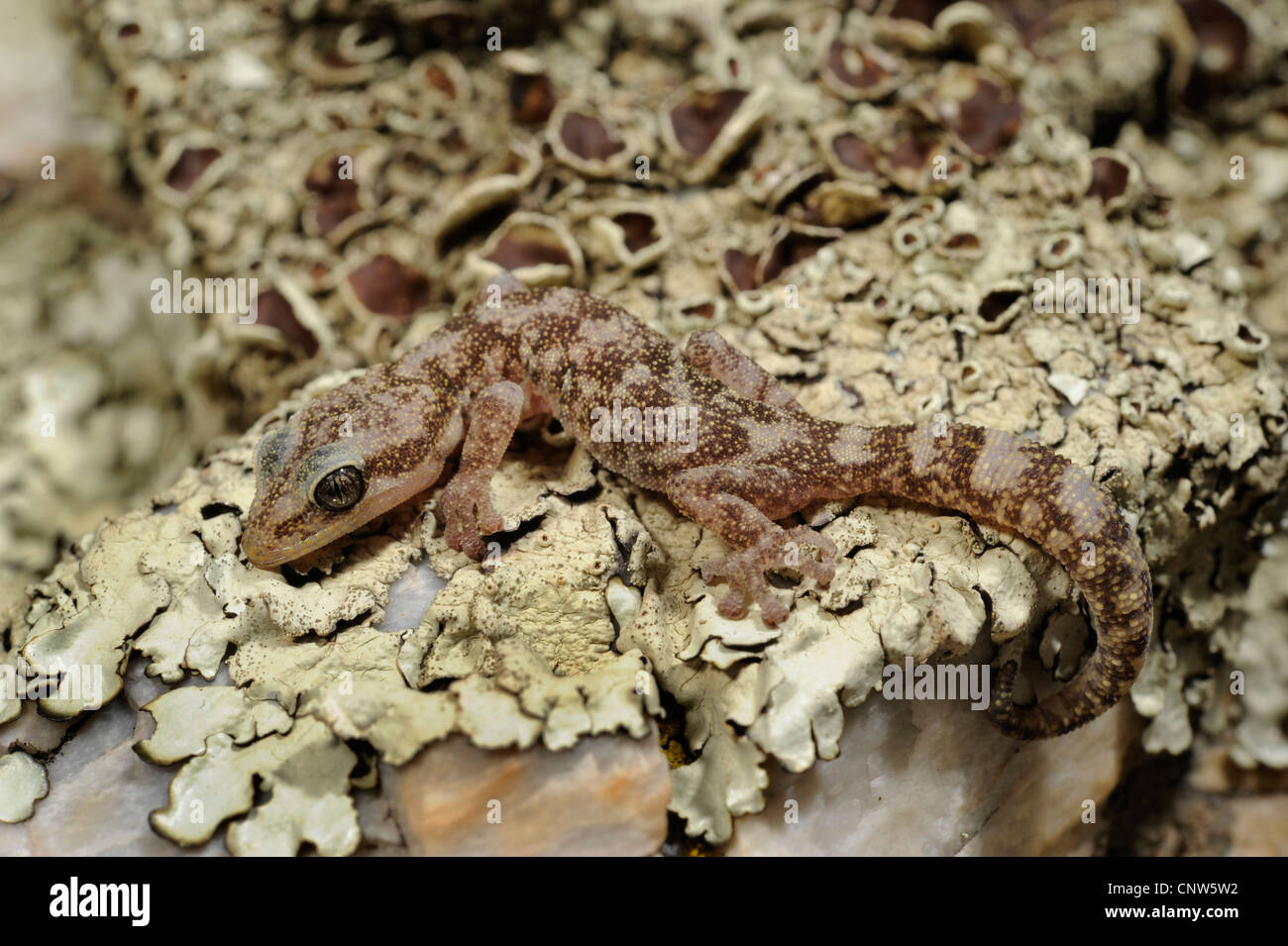 European leaf-toed gecko (Phyllodactylus europaeus, Euleptes europaeus  ), on lichens, Italy, Sardegna Stock Photo