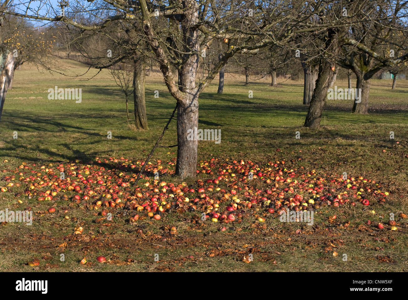 apple tree (Malus domestica), apples under an apple tree in winter