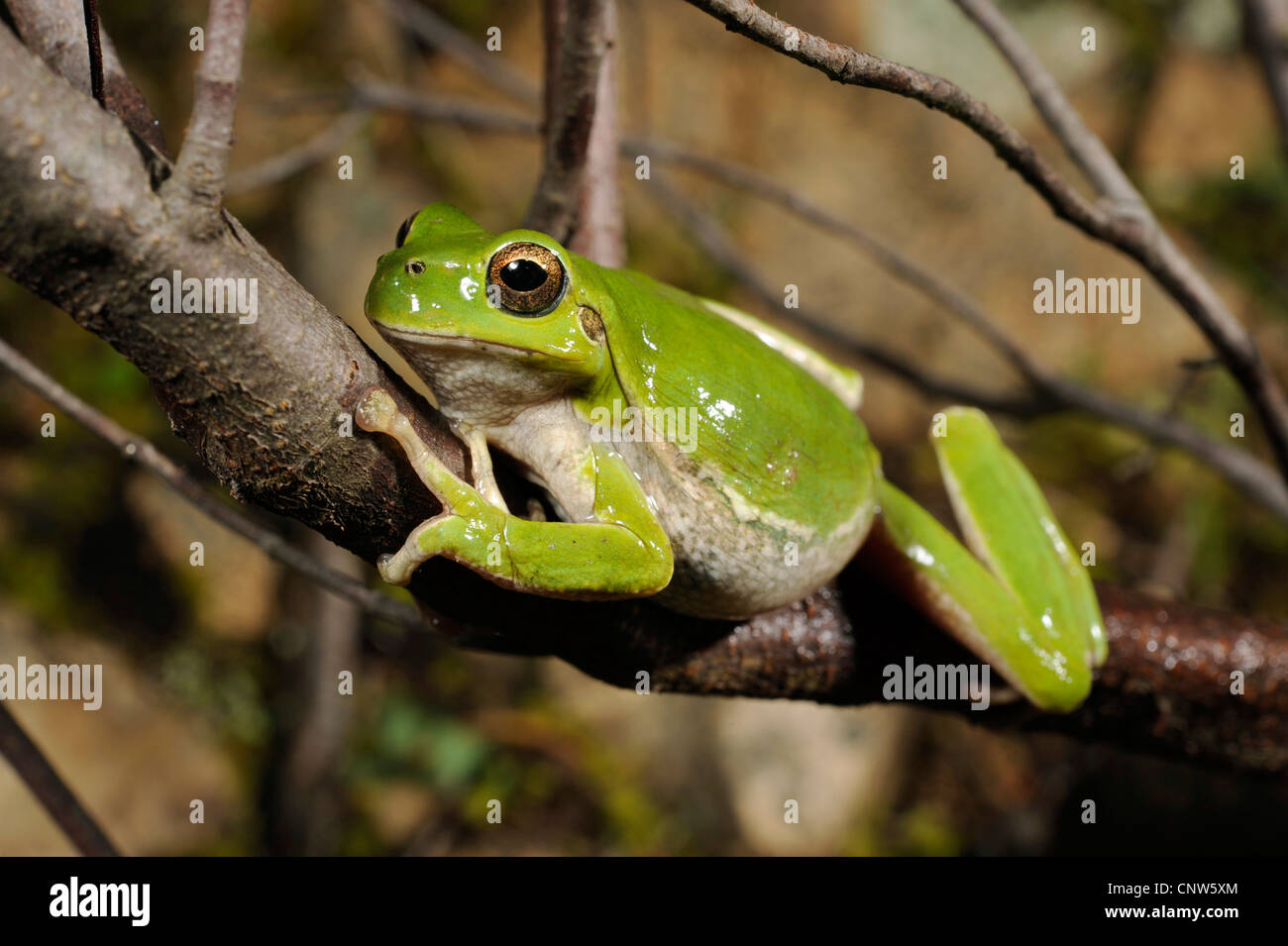 Sardinian tree frog, Tyrrhenian tree frog (Hyla sarda), sitting on a branch, Italy, Sardegna Stock Photo