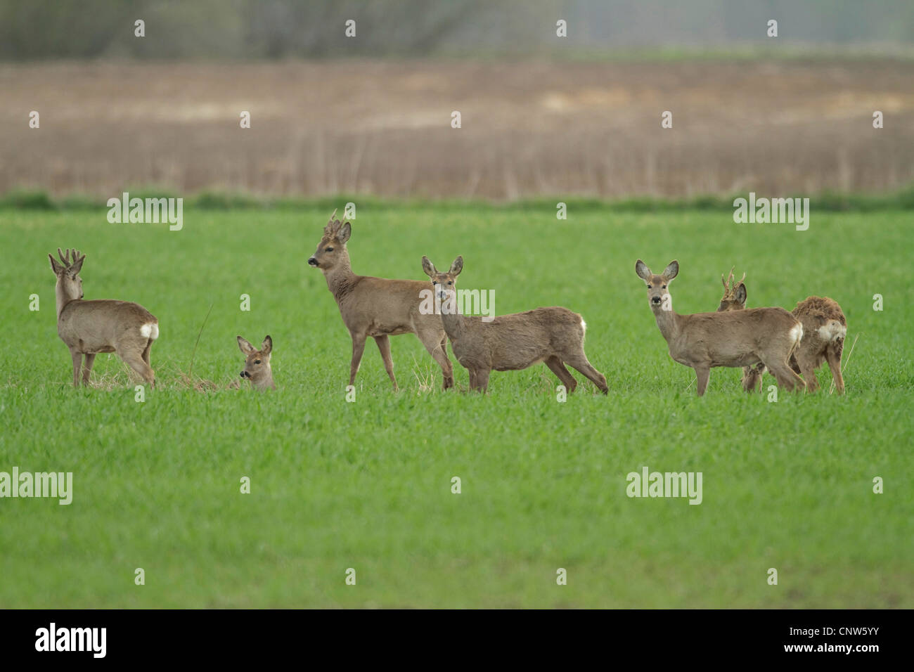 roe deer (Capreolus capreolus), pack in a meadow, Germany Stock Photo ...
