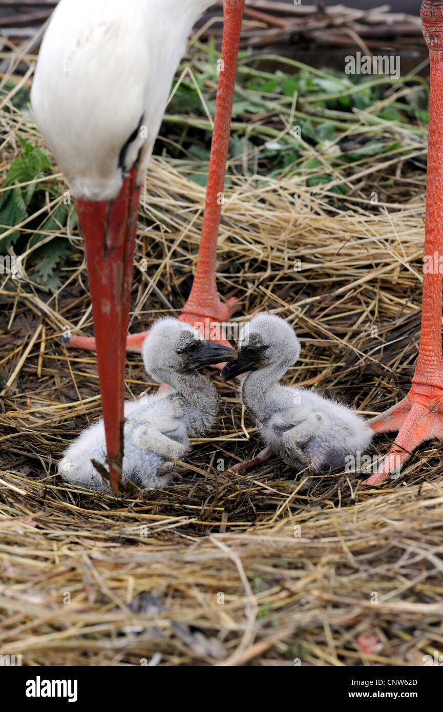white stork (Ciconia ciconia), two birds sitting in a nest under an adult, France, Alsace Stock Photo