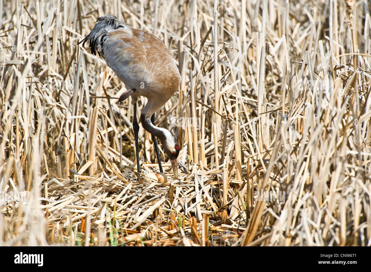 common crane (Grus grus), crane at its nest with two eggs, Poland, Masuria, bei Pisz Stock Photo