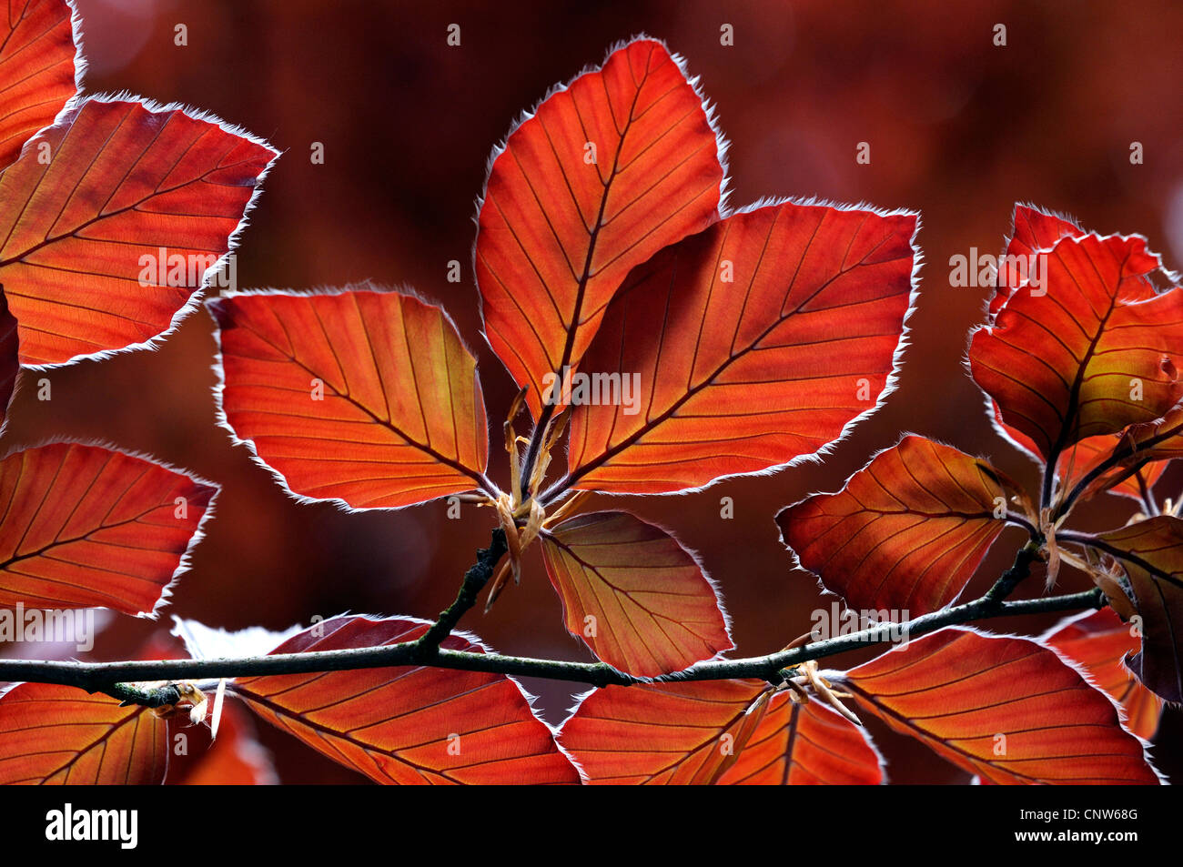 copper beech (Fagus sylvatica var. purpurea, Fagus sylvatica 'Atropunicea', Fagus sylvatica Atropunicea), red leaves in backlight Stock Photo