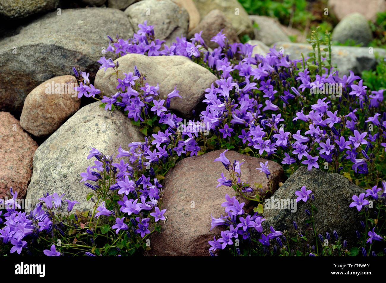 bellflower (Campanula spec.), rock garden with bellflower Stock Photo