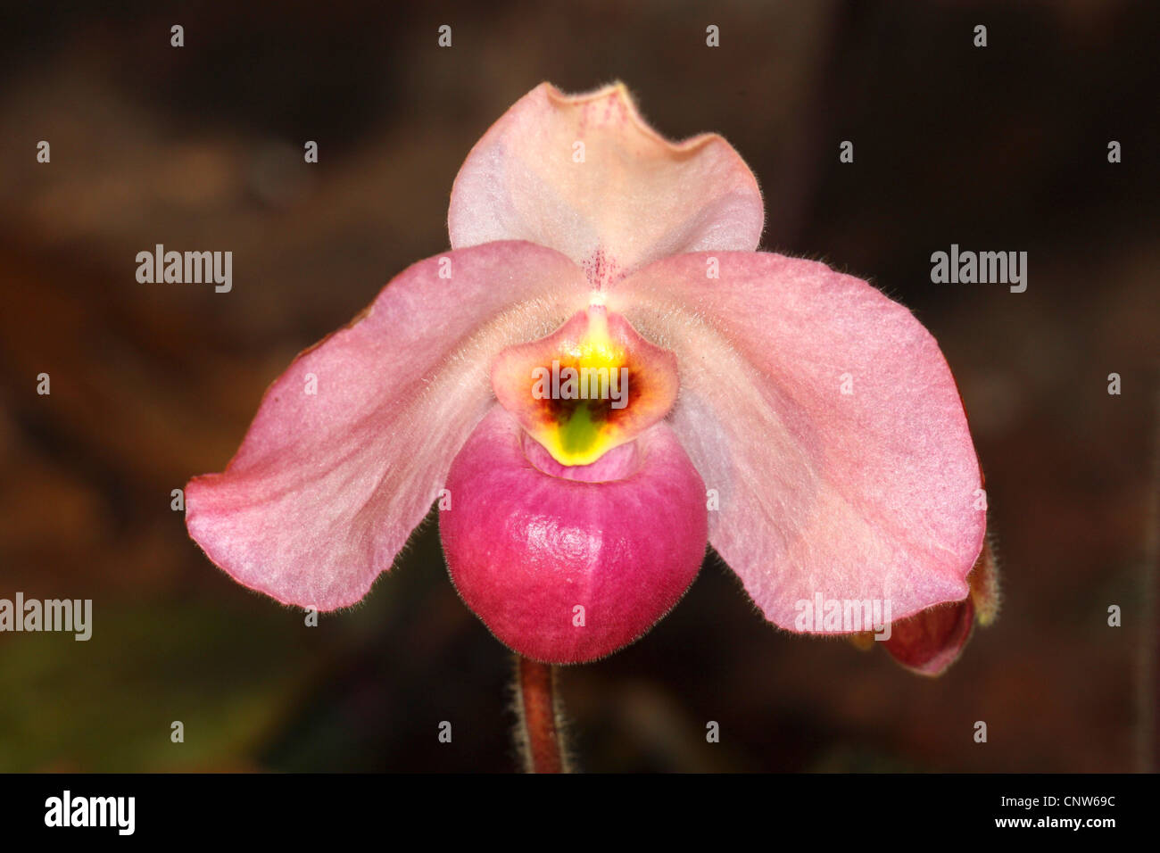 Paphiopedilum (Paphiopedilum delenatii), blooming Stock Photo