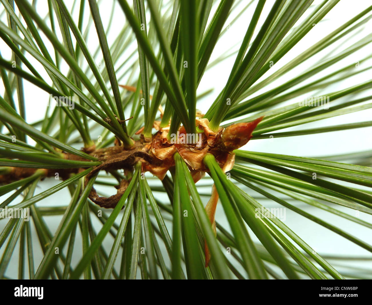 Korean pine (Pinus koraiensis), branch with needles Stock Photo
