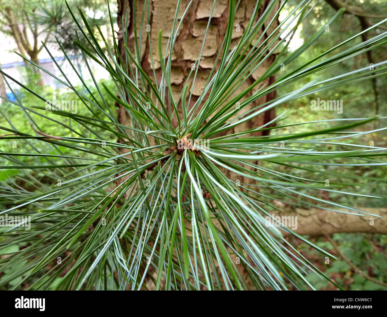 Korean pine (Pinus koraiensis), branch with needles in fornt of tree trunk Stock Photo
