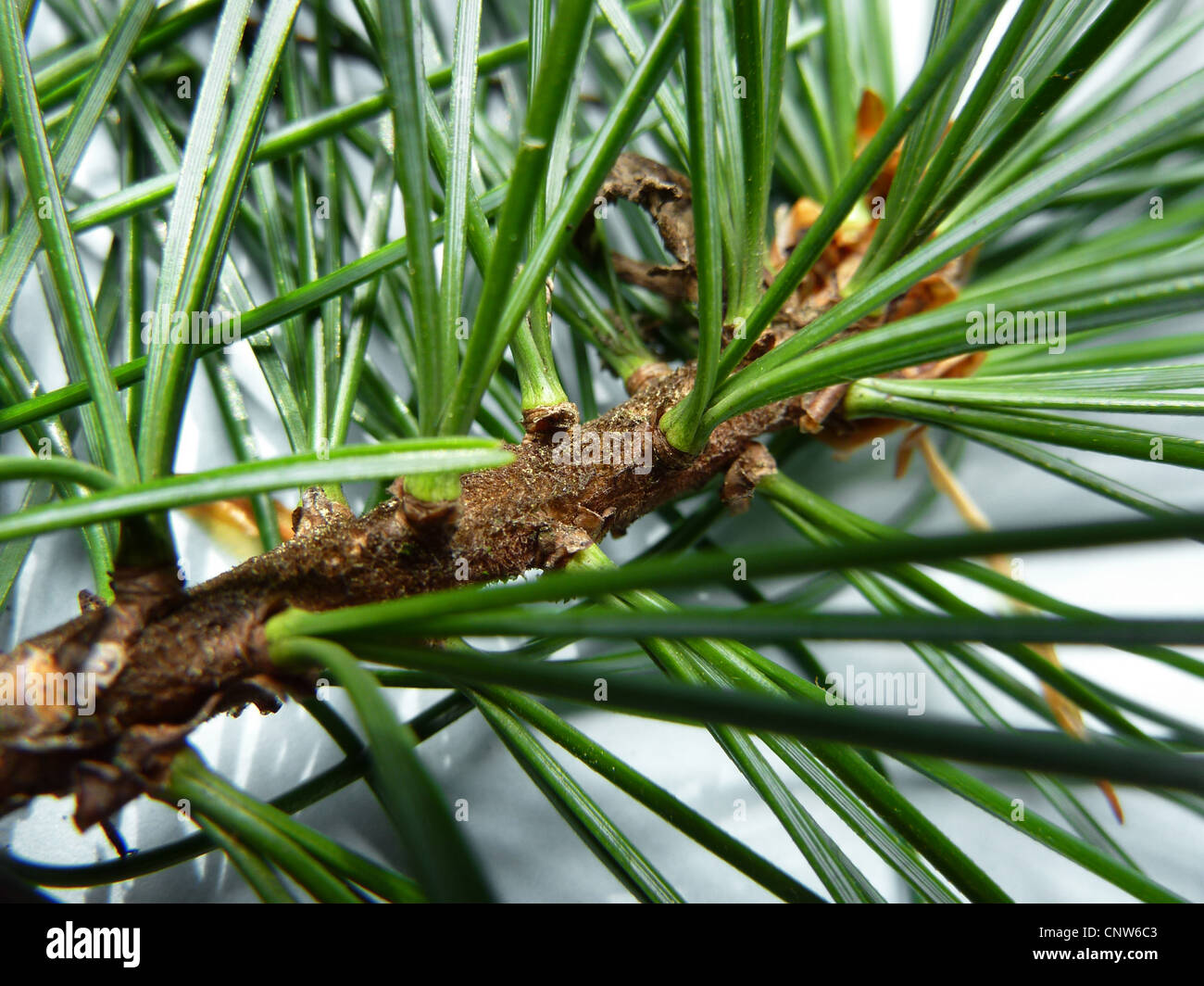Korean pine (Pinus koraiensis), branch with needles Stock Photo