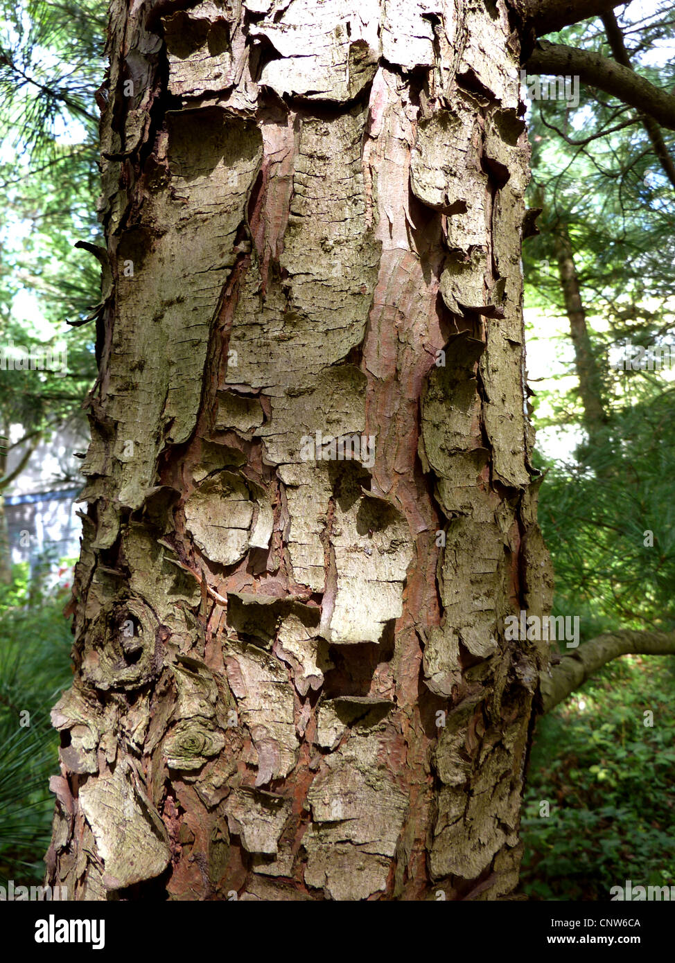 Korean pine (Pinus koraiensis), bark Stock Photo