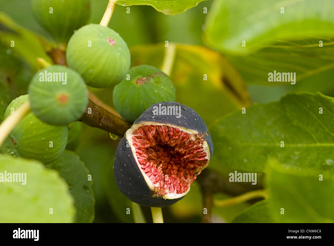 edible fig, common fig (Ficus carica), ripe popped fruit,immature