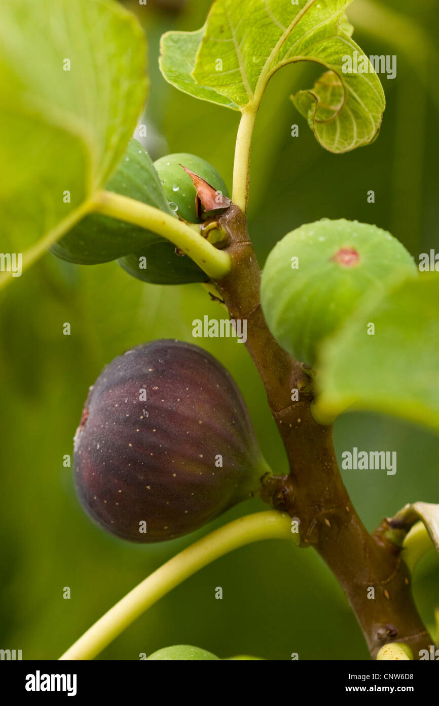 edible fig, common fig (Ficus carica), ripe fruit,immature fruits and