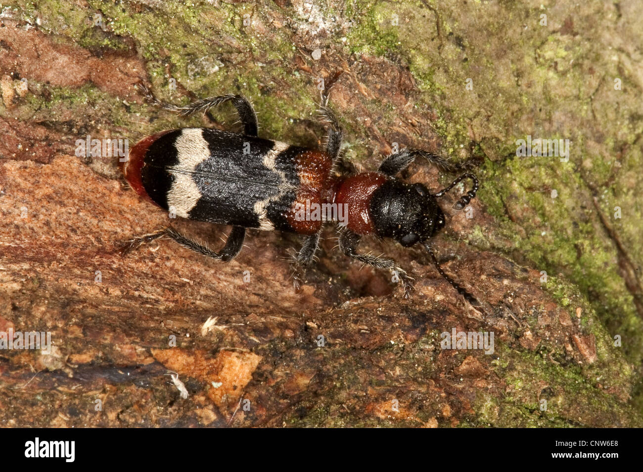 ant beetle (Thanasimus formicarius), sitting on bark, Germany Stock Photo