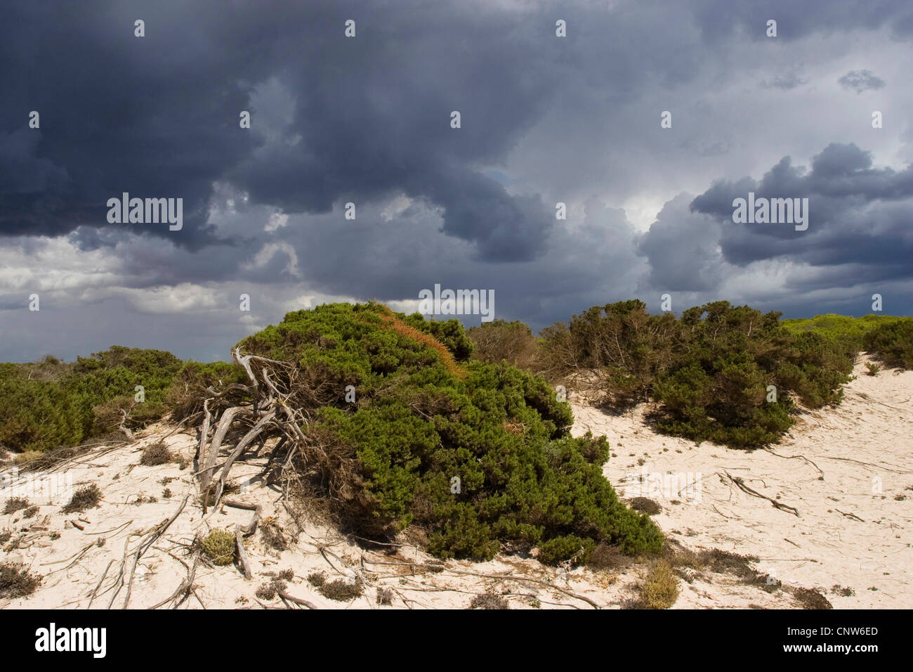 Phoenician juniper (Juniperus phoenicea), on a dune with thunderclouds, Spain, Balearen, Majorca Stock Photo