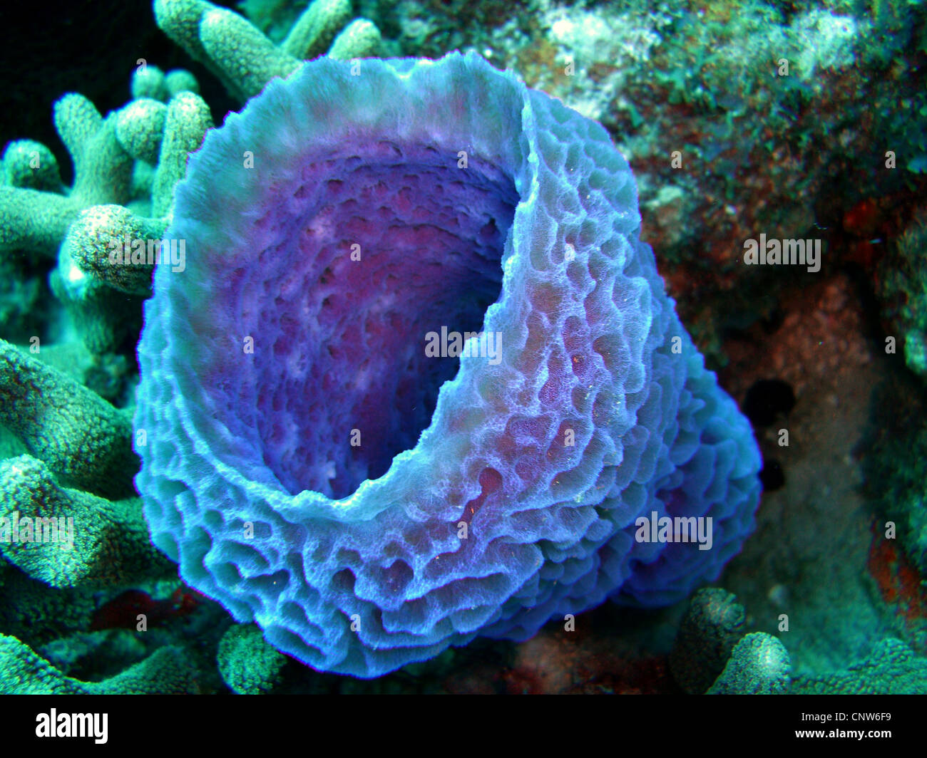 Azure Vase Sponge (Callyspongia plicifera), between corals, Dominican Republic, La Romana, Bayahibe Stock Photo