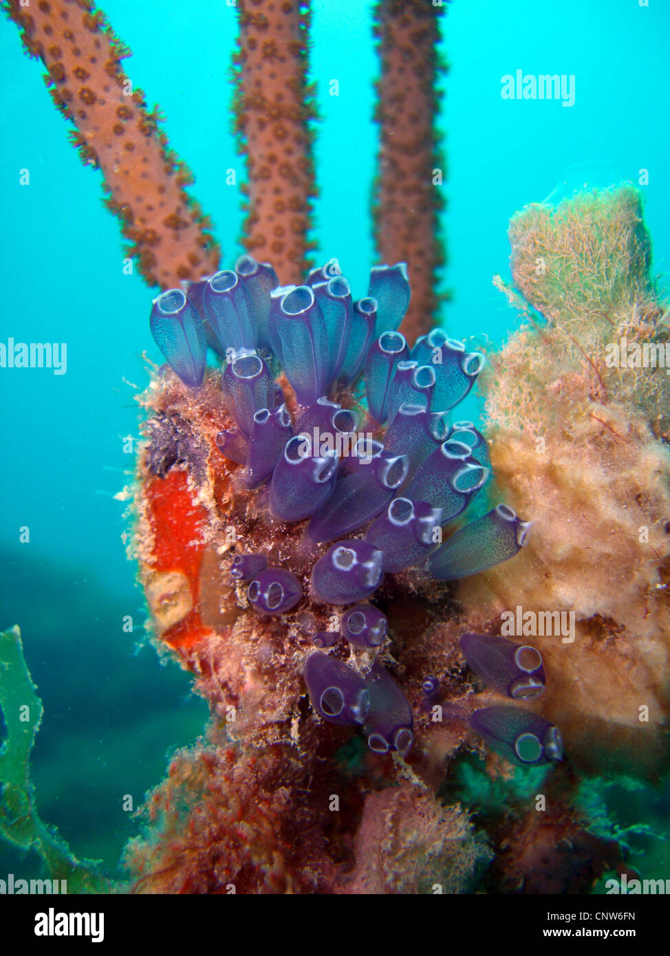 Blue Bell Tunicate (Clavelina puertosecensis), lateral, Dominican Republic, La Romana, Bayahibe Stock Photo