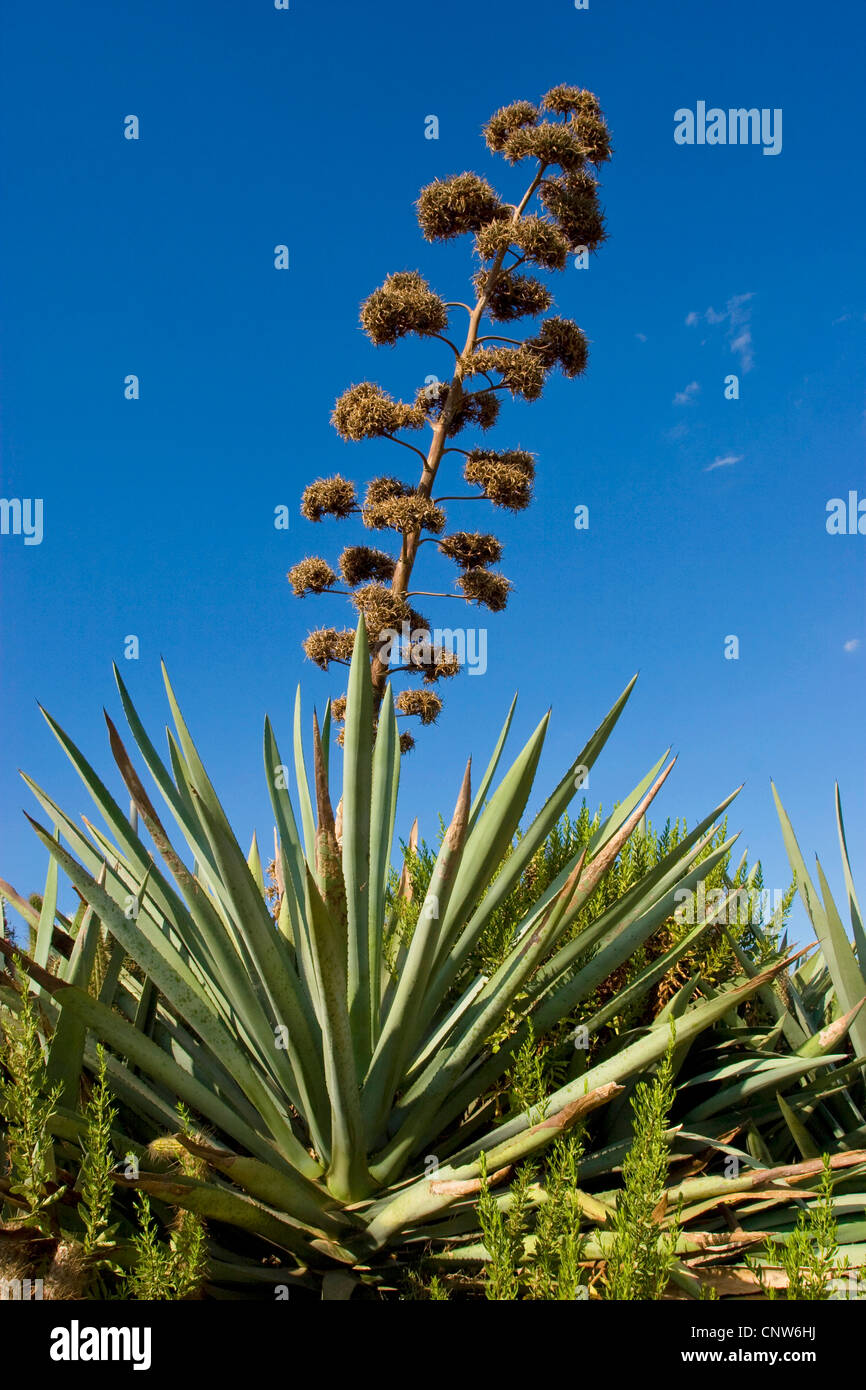 Agave Century Plant Agave Americana With Inflorescence Spain Stock