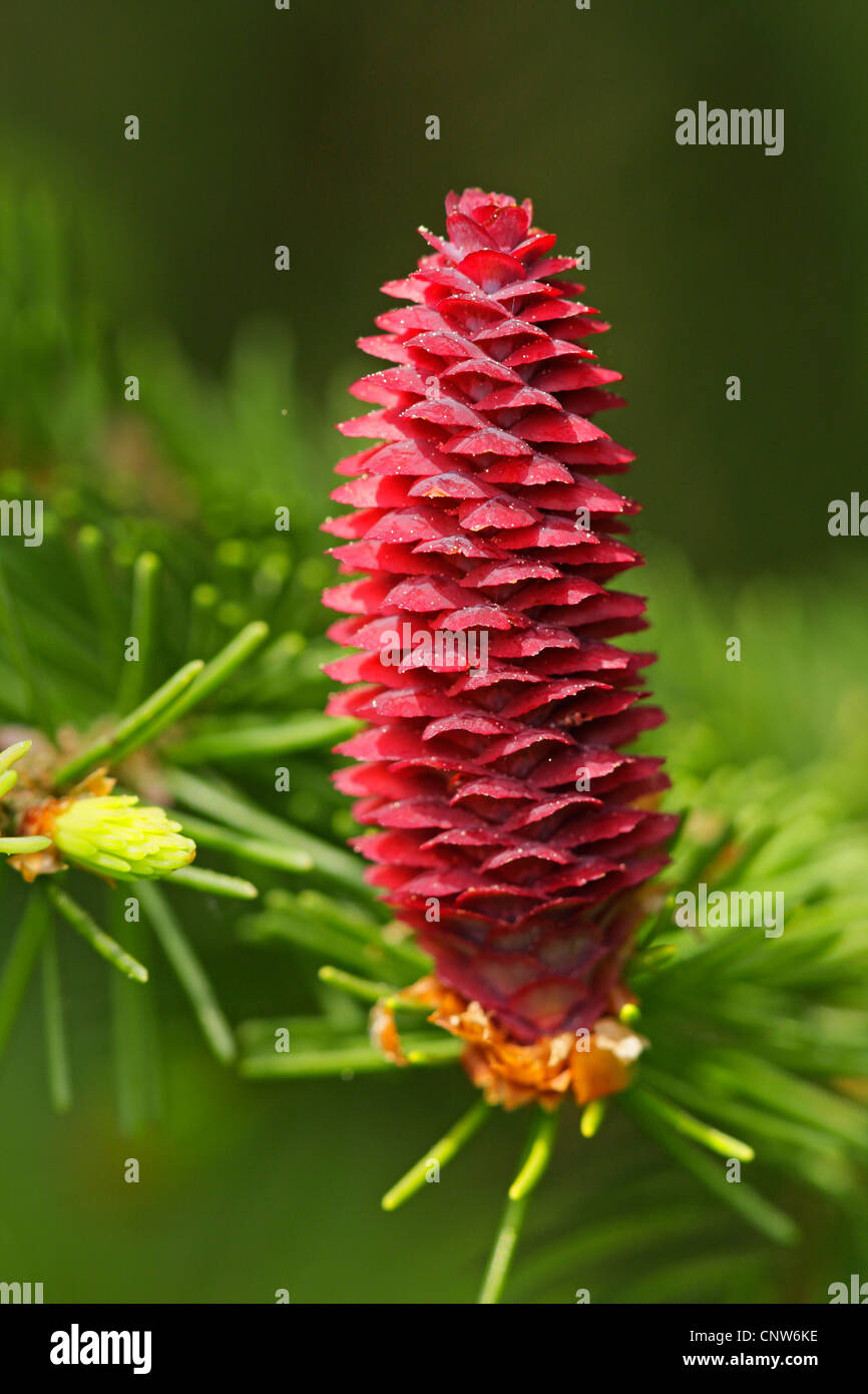 Norway Spruce Picea Abies Female Cone At Flowering Time Germany Baden Wuerttemberg Stock Photo Alamy Norway Spruce Picea Abies Female Cone At Flowering Time Germany Baden Wuerttemberg Stock Photo Alamy