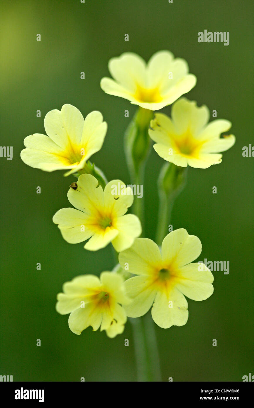 oxlip (Primula elatior), blooming, Germany, Bavaria Stock Photo