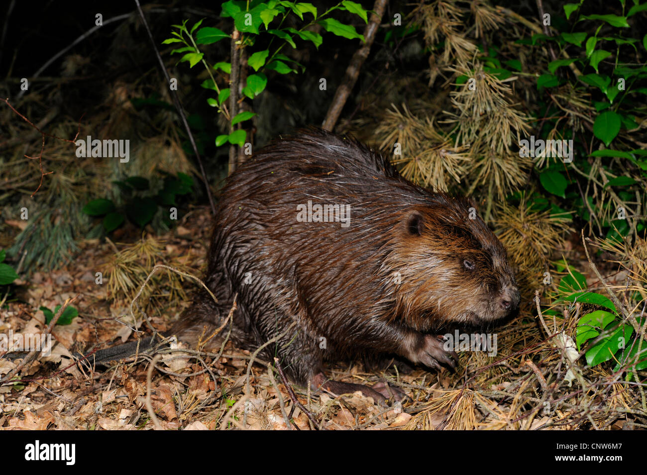 Eurasian beaver, European beaver (Castor fiber), on shore, Germany, Brandenburg Stock Photo