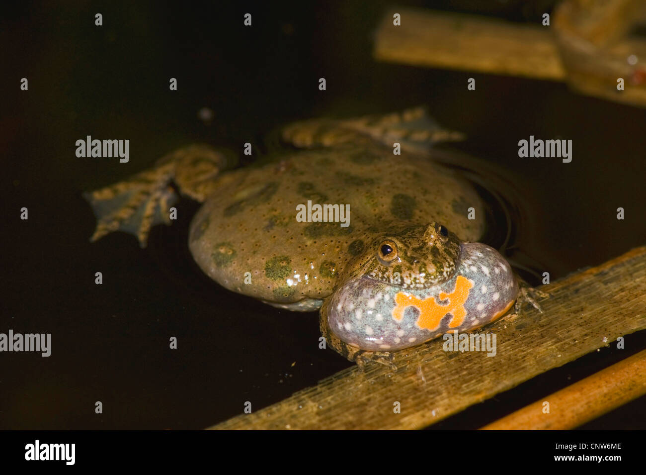 Fire Bellied Toad Bombina Bombina Croaking Germany Brandenburg Stock Photo Alamy