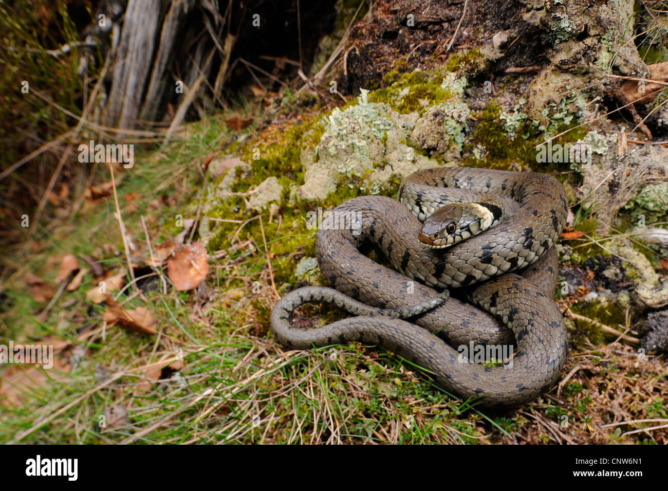 grass snake (Natrix natrix, Natrix natrix helvetica  ), rolled up, Germany, Black Forest Stock Photo