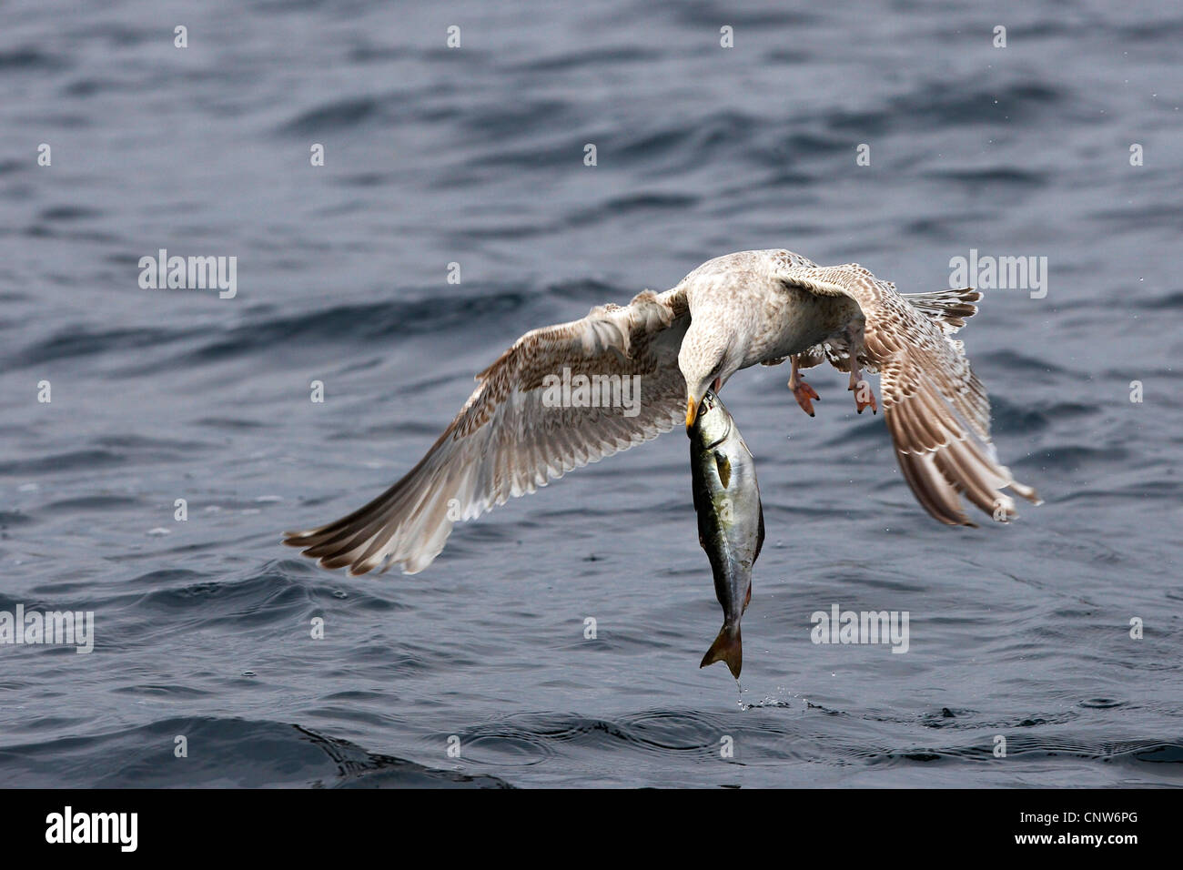 herring gull (Larus argentatus), young bird with caught fish, Norway