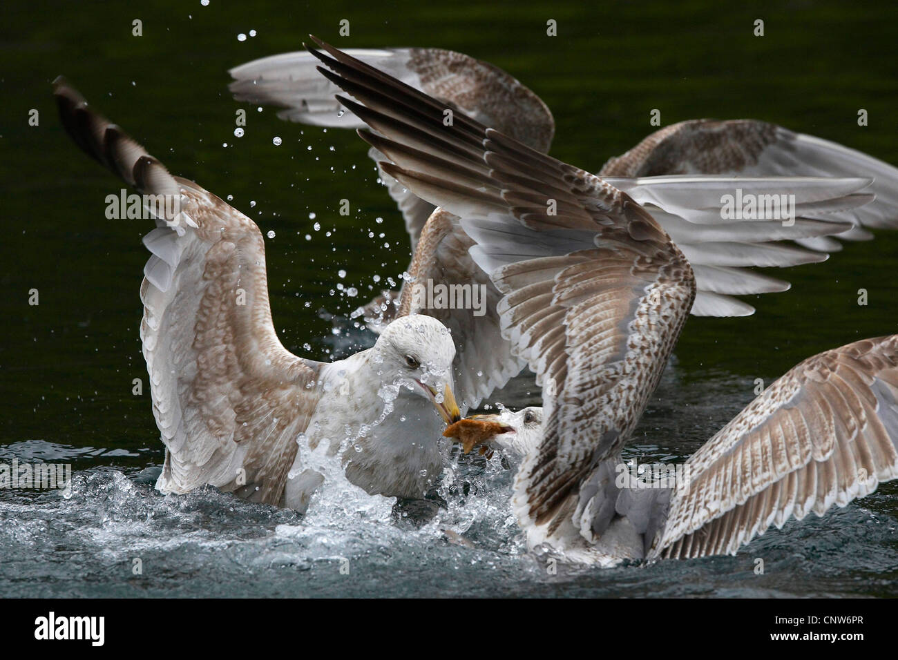 herring gull (Larus argentatus), two young birds fighting for prey, Norway, Trondelag, Flatanger