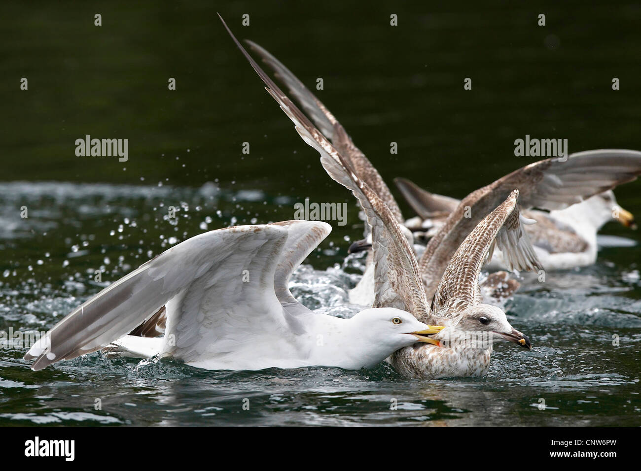 herring gull (Larus argentatus), two young birds fighting, Norway