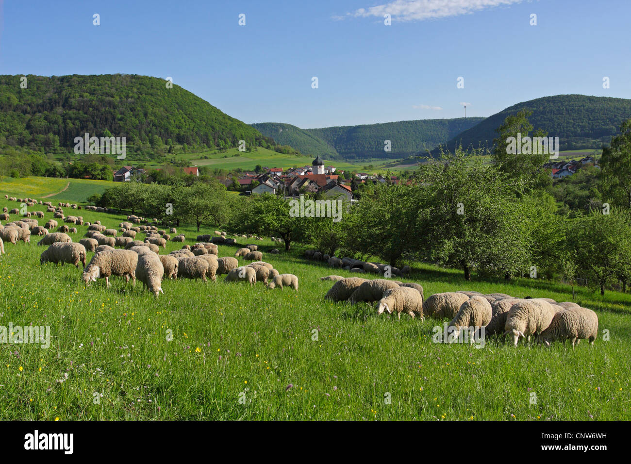 domestic sheep (Ovis ammon f. aries), sheep grazing on a pasture near Unterboehringen, Germany, Baden-Wuerttemberg, Unterboehringen Stock Photo