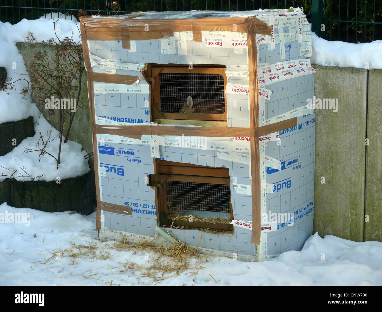 domestic rabbit (Oryctolagus cuniculus f. domestica), rabbit hutch in  winter insulated with cardboard boxes Stock Photo - Alamy