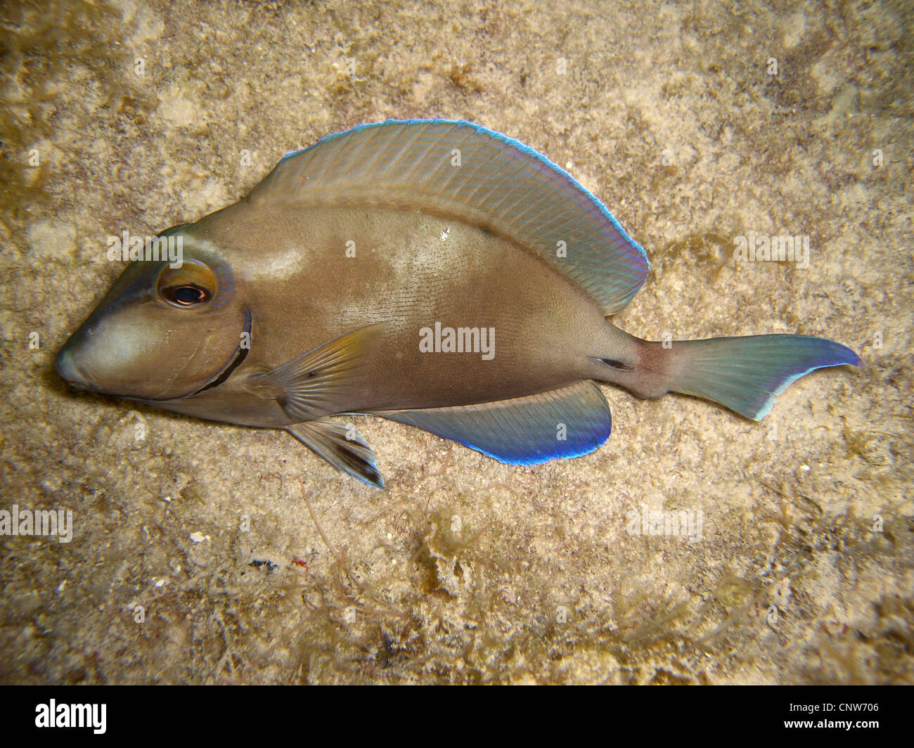 Atlantic blue tang surgeonfish, blue tang (Acanthurus coeruleus), colouration by night, Dominican Republic, La Romana, Bayahibe Stock Photo