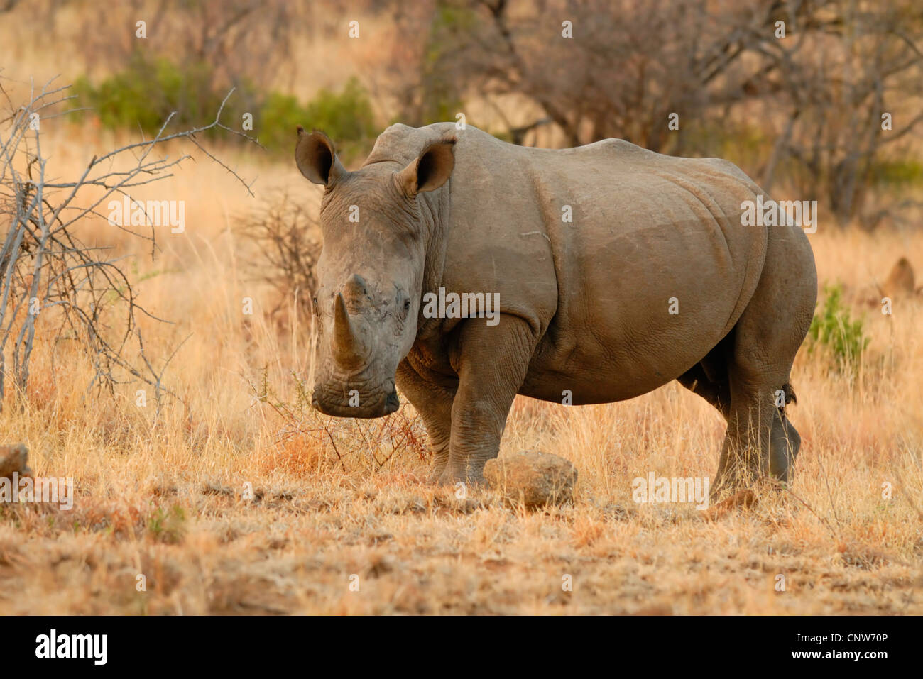 white rhinoceros, square-lipped rhinoceros, grass rhinoceros (Ceratotherium simum), standing in belligerent in savanna Stock Photo