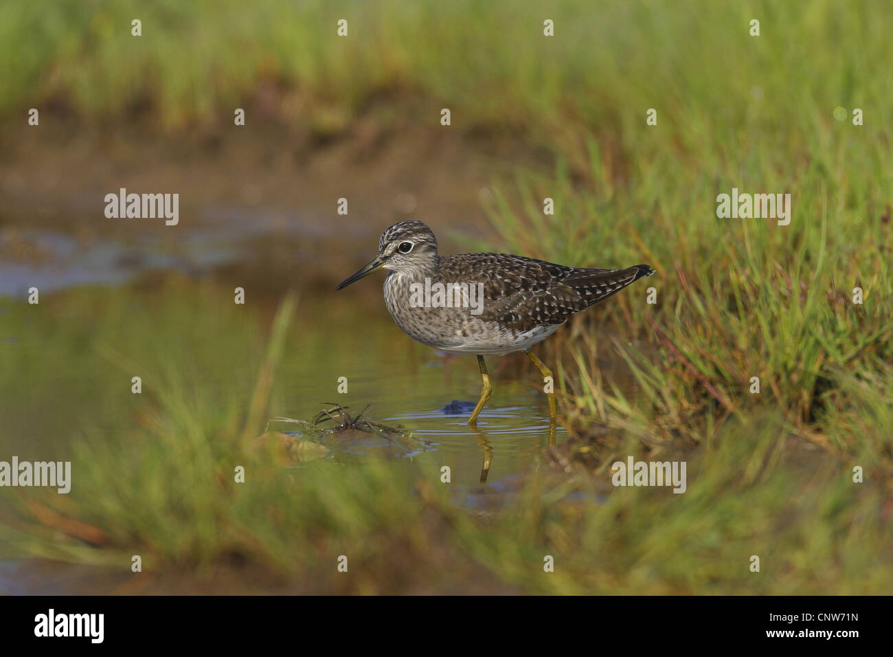 wood sandpiper (Tringa glareola), standing in water, Germany Stock Photo
