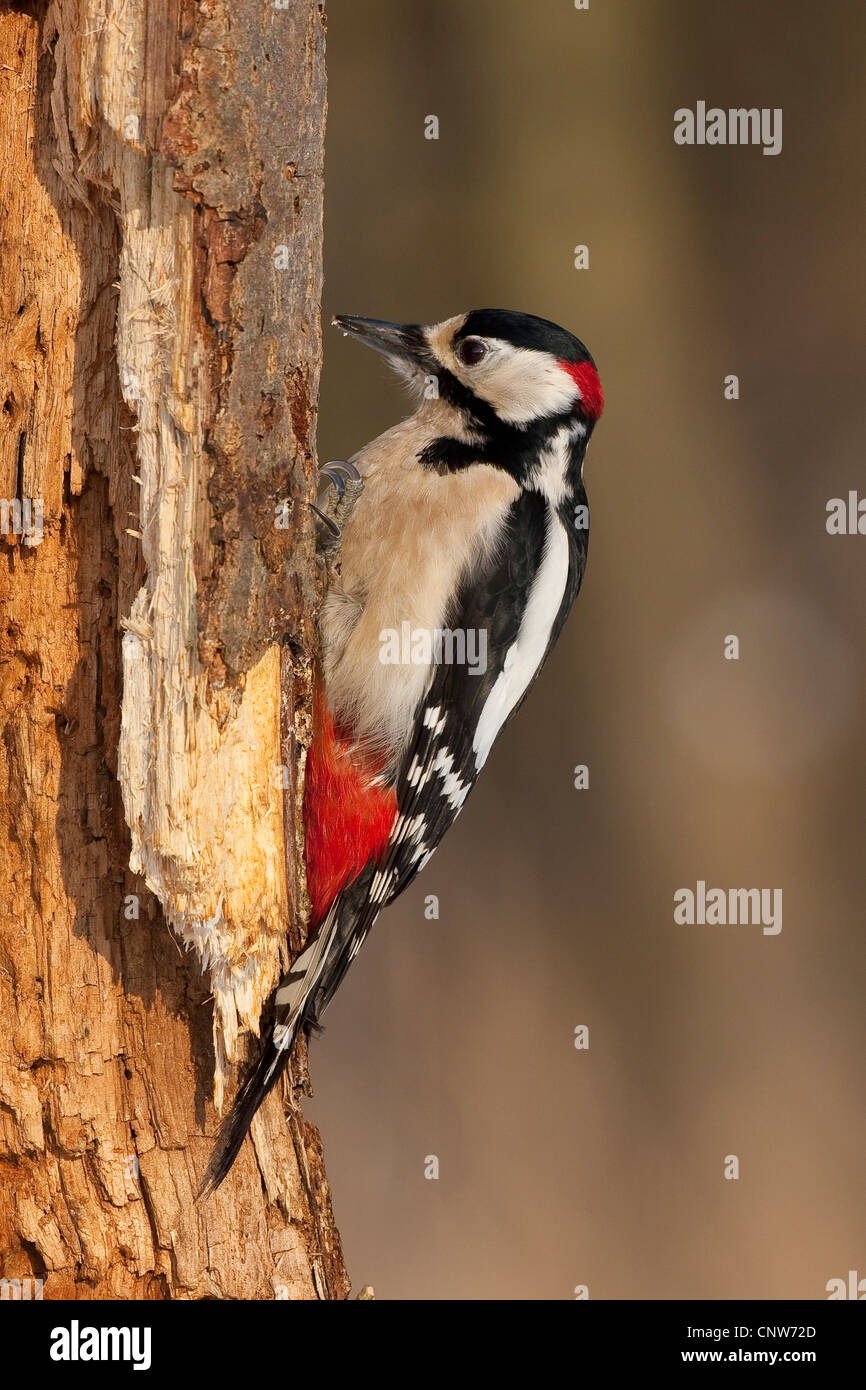 Woodpecker pecking tree hi-res stock photography and images - Alamy