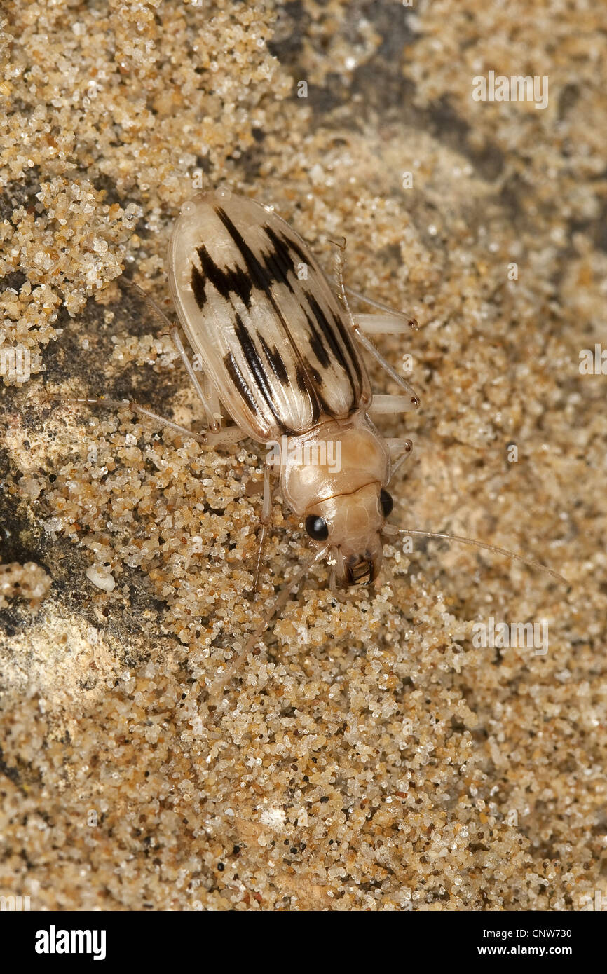 Beach comber beetle (Eurynebria complanata, Nebria complanata), from above, Italy, Sicilia Stock Photo