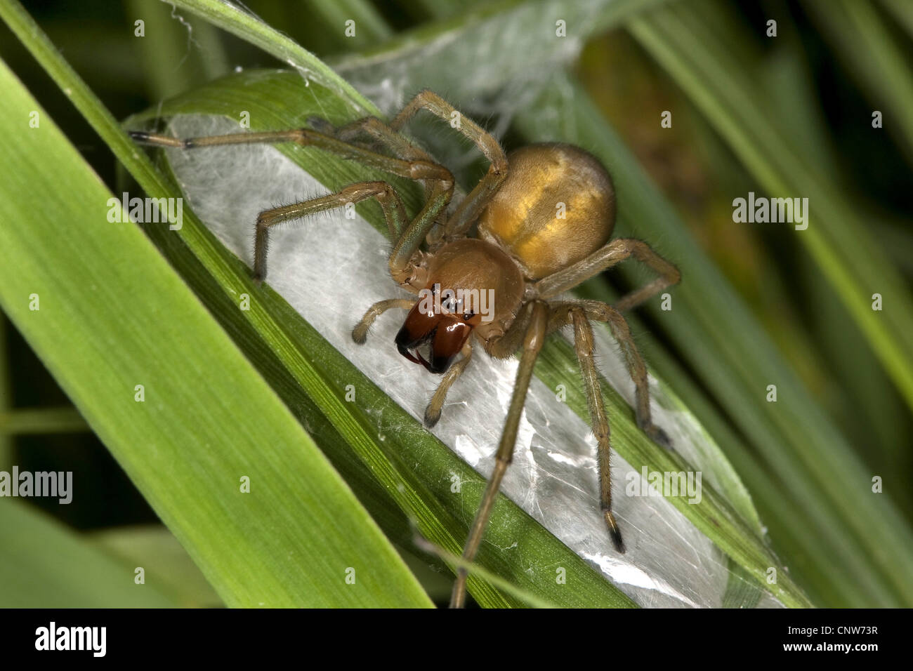 European sac spider, yellow sack spider (Cheiracanthium punctorium), at its nest, web sac, Germany Stock Photo