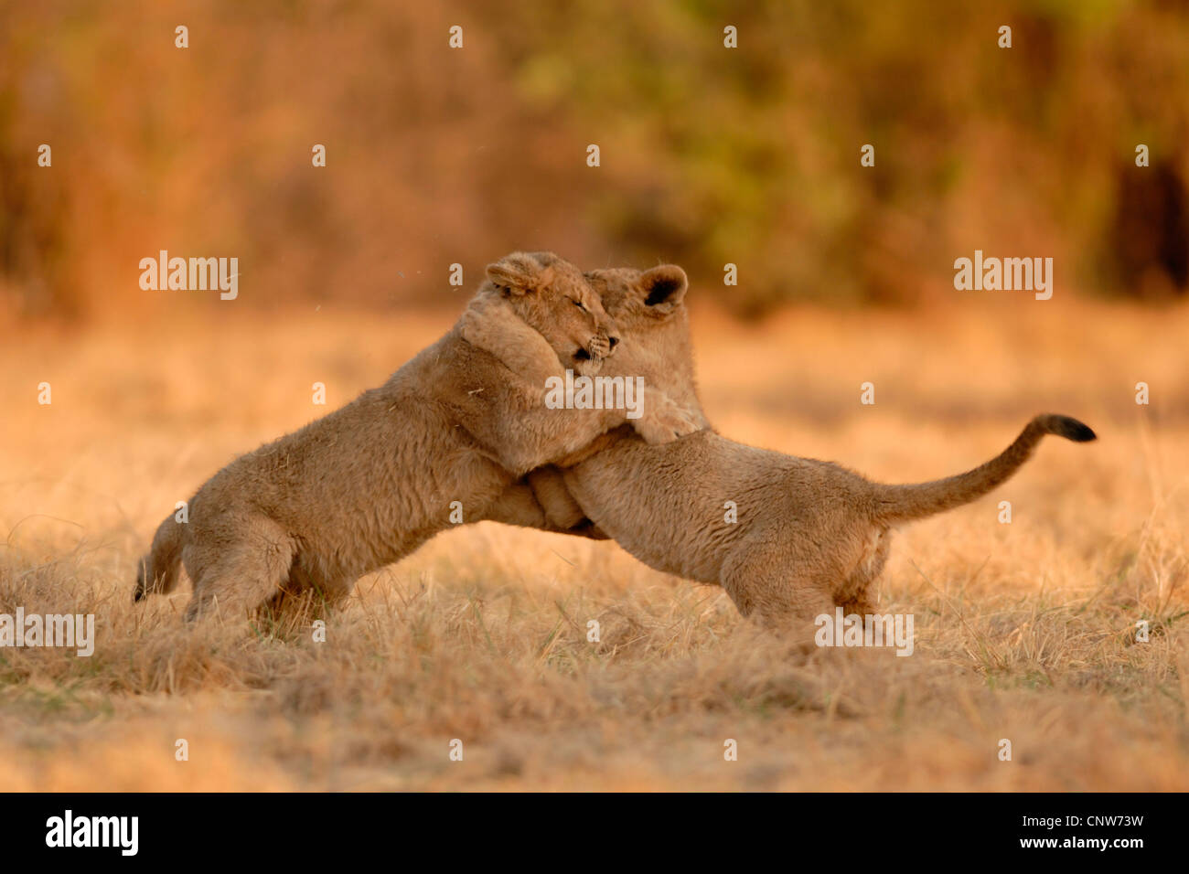 lion (Panthera leo), two pups fighting Stock Photo