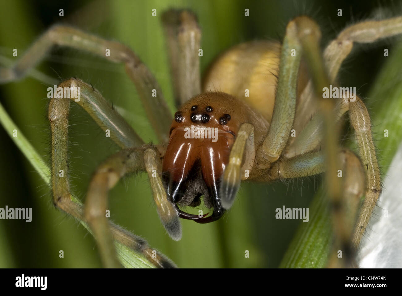 European sac spider, yellow sack spider (Cheiracanthium punctorium), at its nest, web sac, Germany Stock Photo
