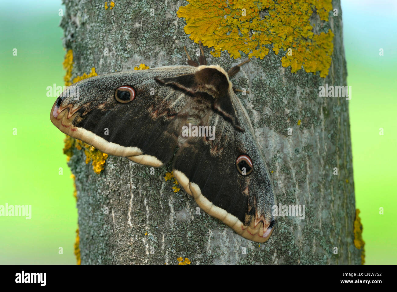 giant peacock moth (Saturnia pyri), sitting a a tree trunk, Germany Stock Photo
