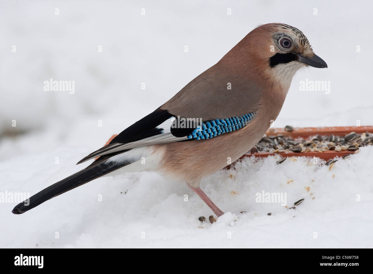 jay (Garrulus glandarius), feeding on grains from snow, Germany Stock Photo