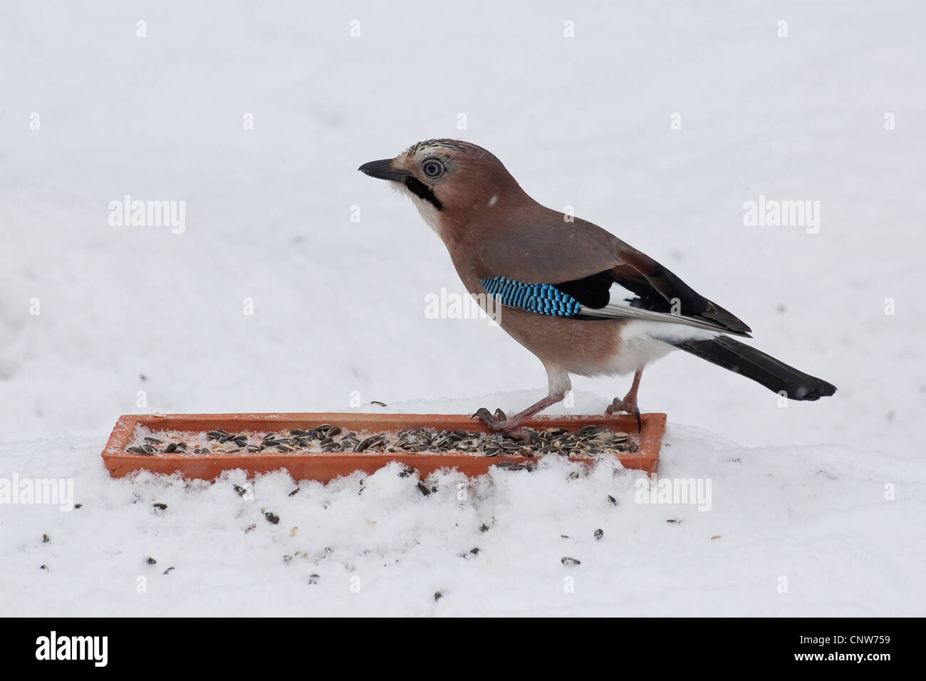 jay (Garrulus glandarius), feeding on grains from snow, Germany Stock Photo