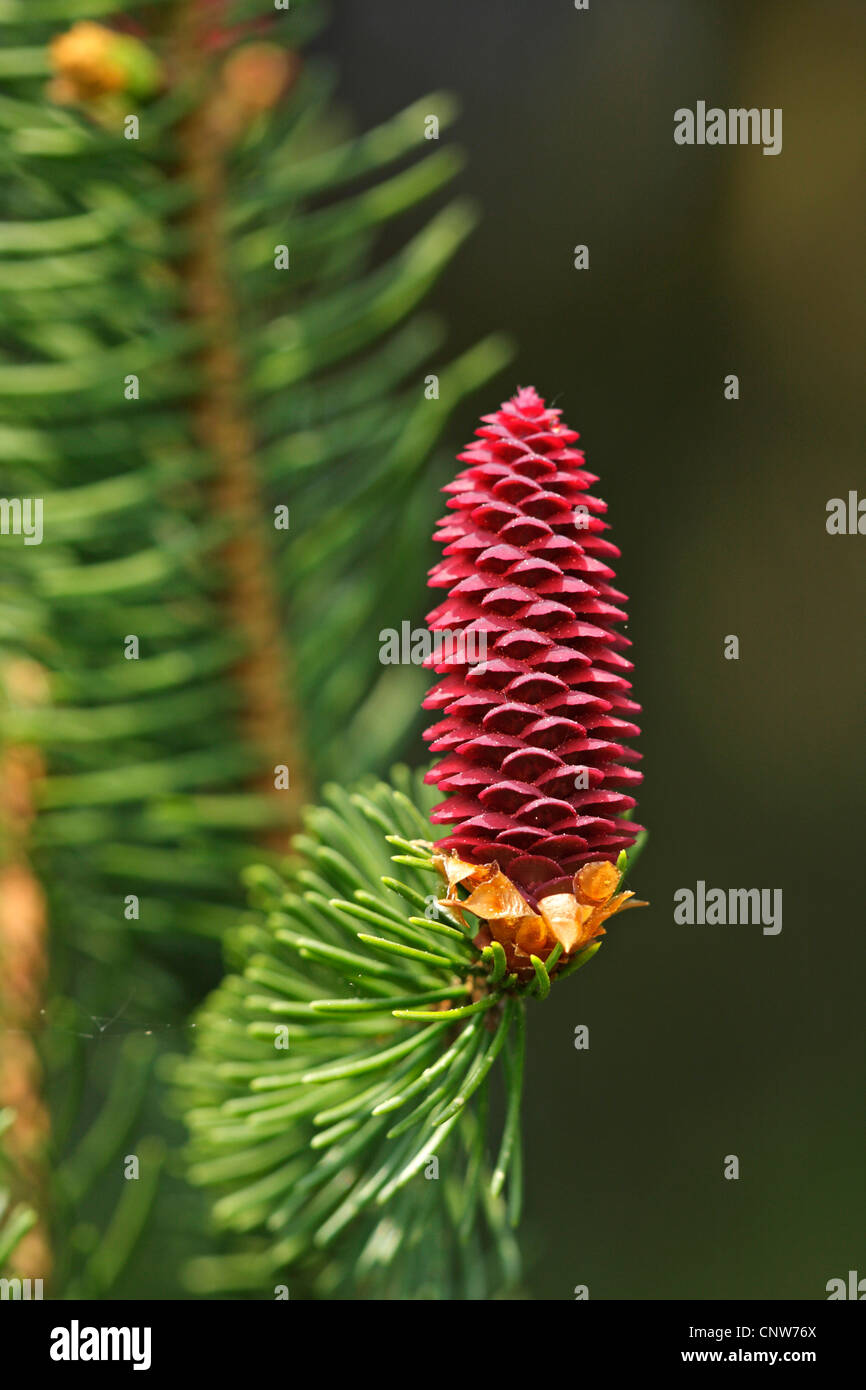 Norway Spruce Picea Abies Blooming Female Cone Germany Baden Wuerttemberg Stock Photo Alamy Norway Spruce Picea Abies Blooming Female Cone Germany Baden Wuerttemberg Stock Photo Alamy