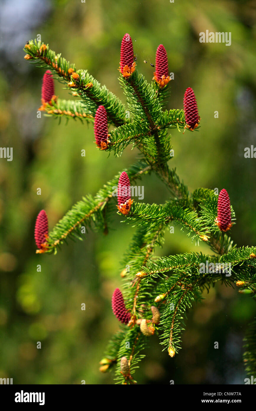 Norway spruce (Picea abies), branch with blooming female cones, Germany, Baden-Wuerttemberg Stock Photo