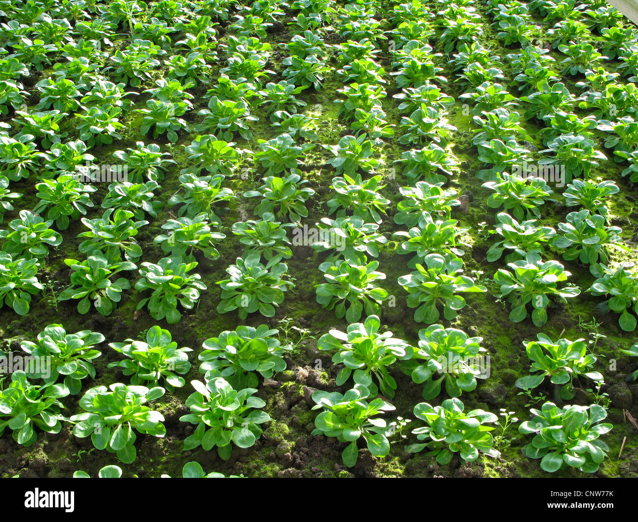 common cornsalad, lamb's lettuce, European cornsalad (Valerianella locusta), vegetable patch in a greenhouse, Germany Stock Photo