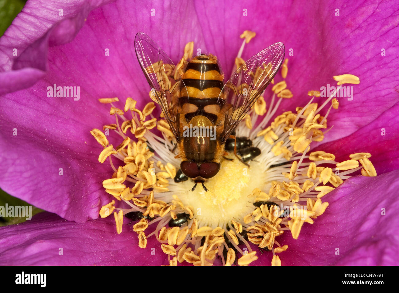 currant hover fly (Syrphus spec), male on flower, Germany Stock Photo