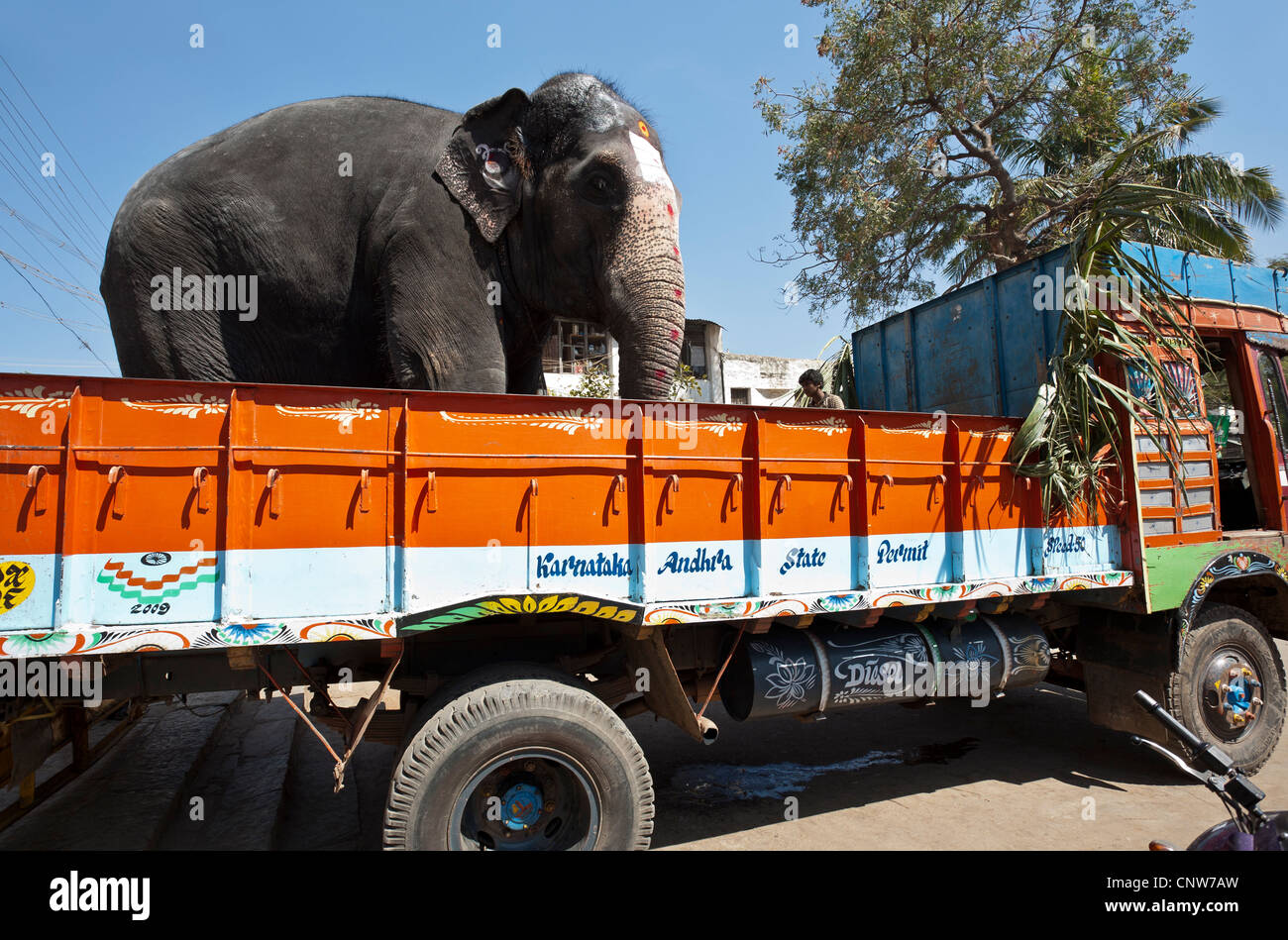 Truck transporting elephant hi-res stock photography and images - Alamy