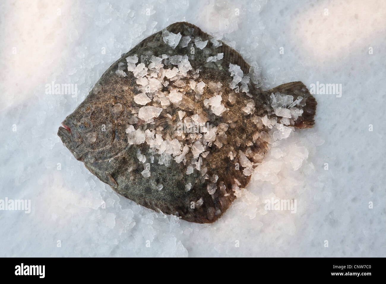 Scopthalmus maximus hires stock photography and images Alamy