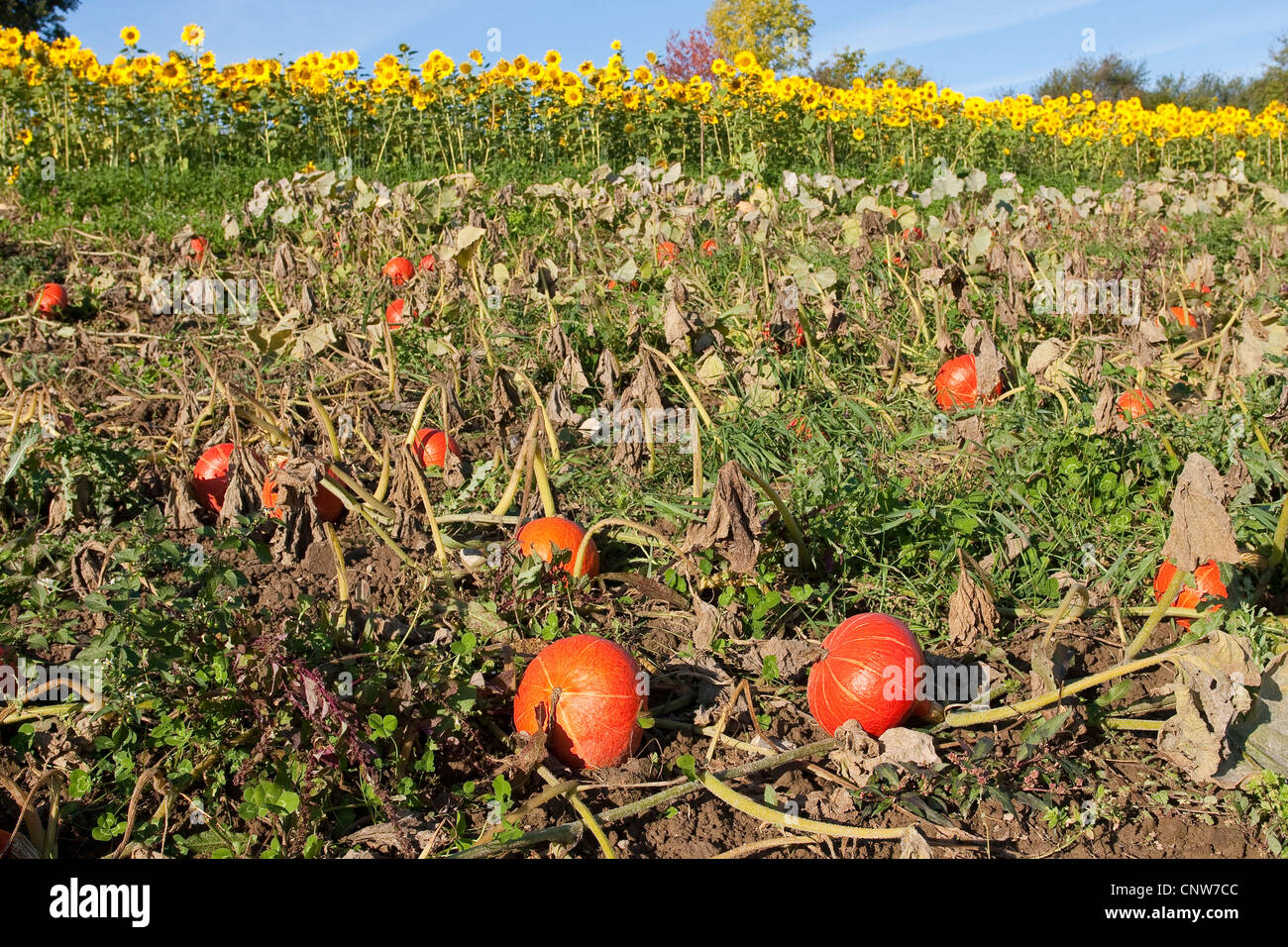 marrow, field pumpkin (Cucurbita maxima), ripe Hokkaido on the field, Germany Stock Photo